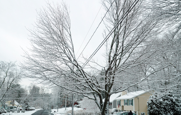 trees with snow and ice covered cut around a power line