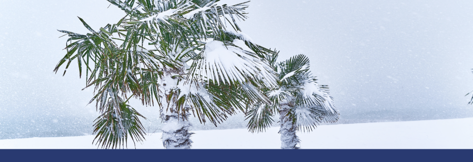 snowed palm trees